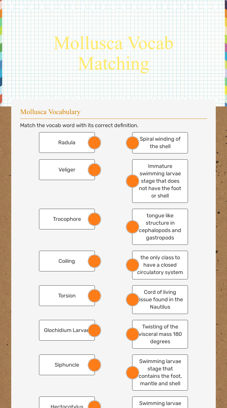 Mollusca Vocab Matching worksheet preview image