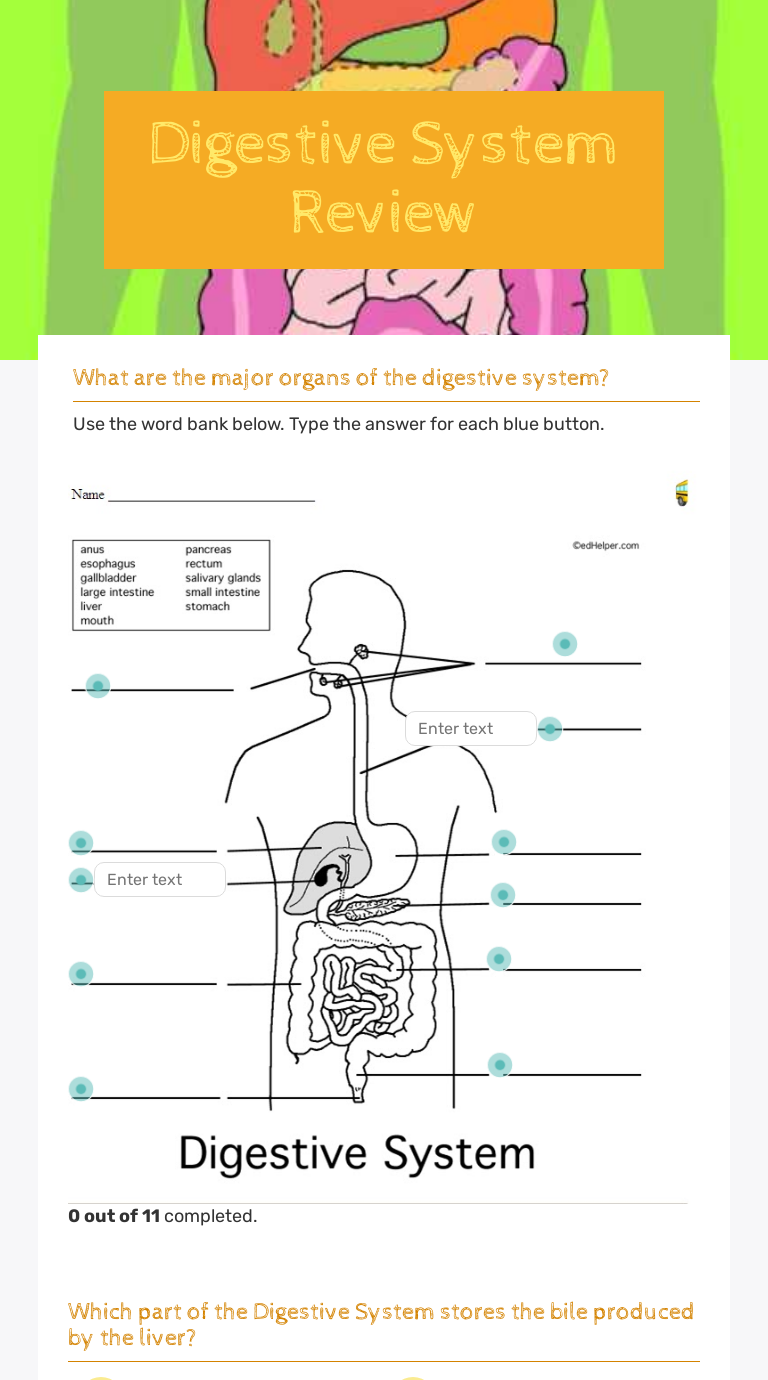 Digestive System Review  Interactive Worksheet by Tracey Muise Intended For Digestive System Worksheet Answer Key