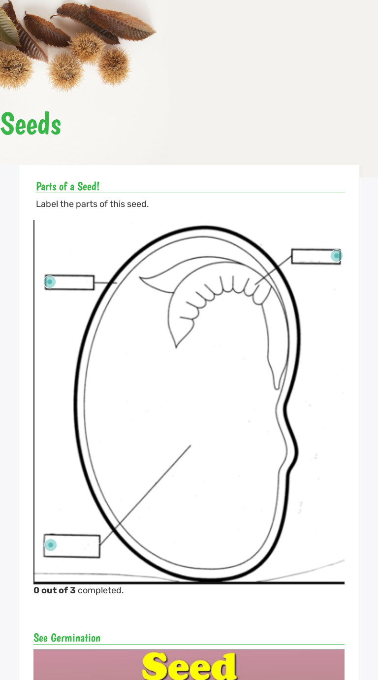 Seeds | Interactive Worksheet by Joanna Brinn | Wizer.me