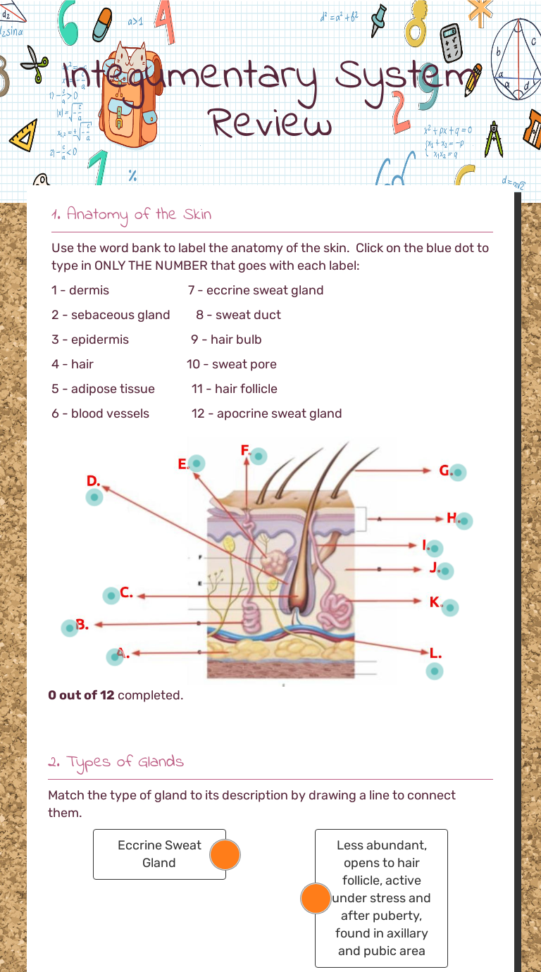 Integumentary worksheet