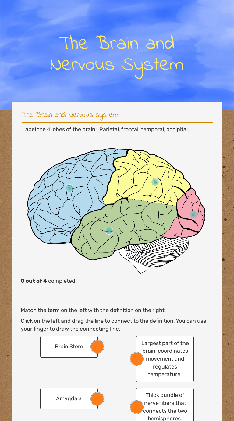 The Brain and Nervous System | Interactive Worksheet by Missie ...