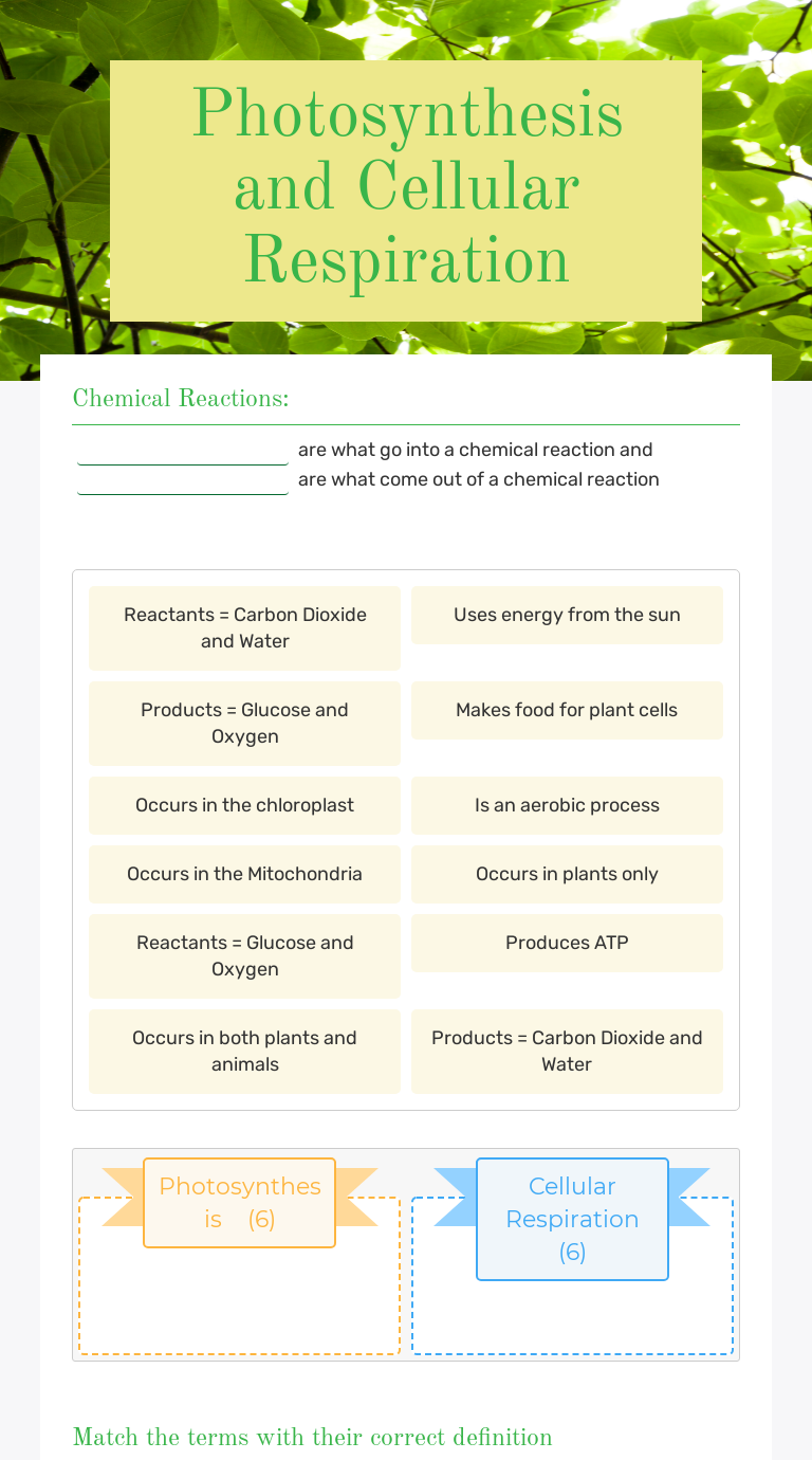 Photosynthesis and Cellular Respiration Interactive Worksheet by