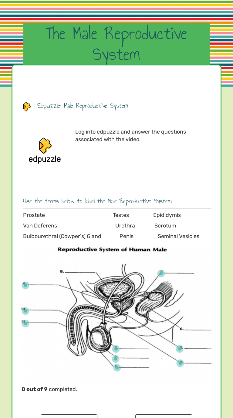 The Male Reproductive System Interactive Worksheet By Pamela Taylor Wizerme