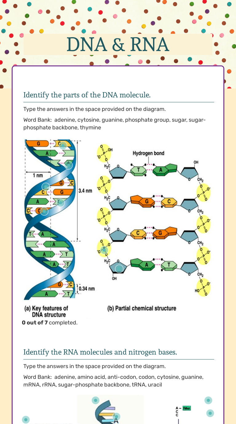 DNA & RNA Interactive Worksheet by Christy Hogston Wizer.me