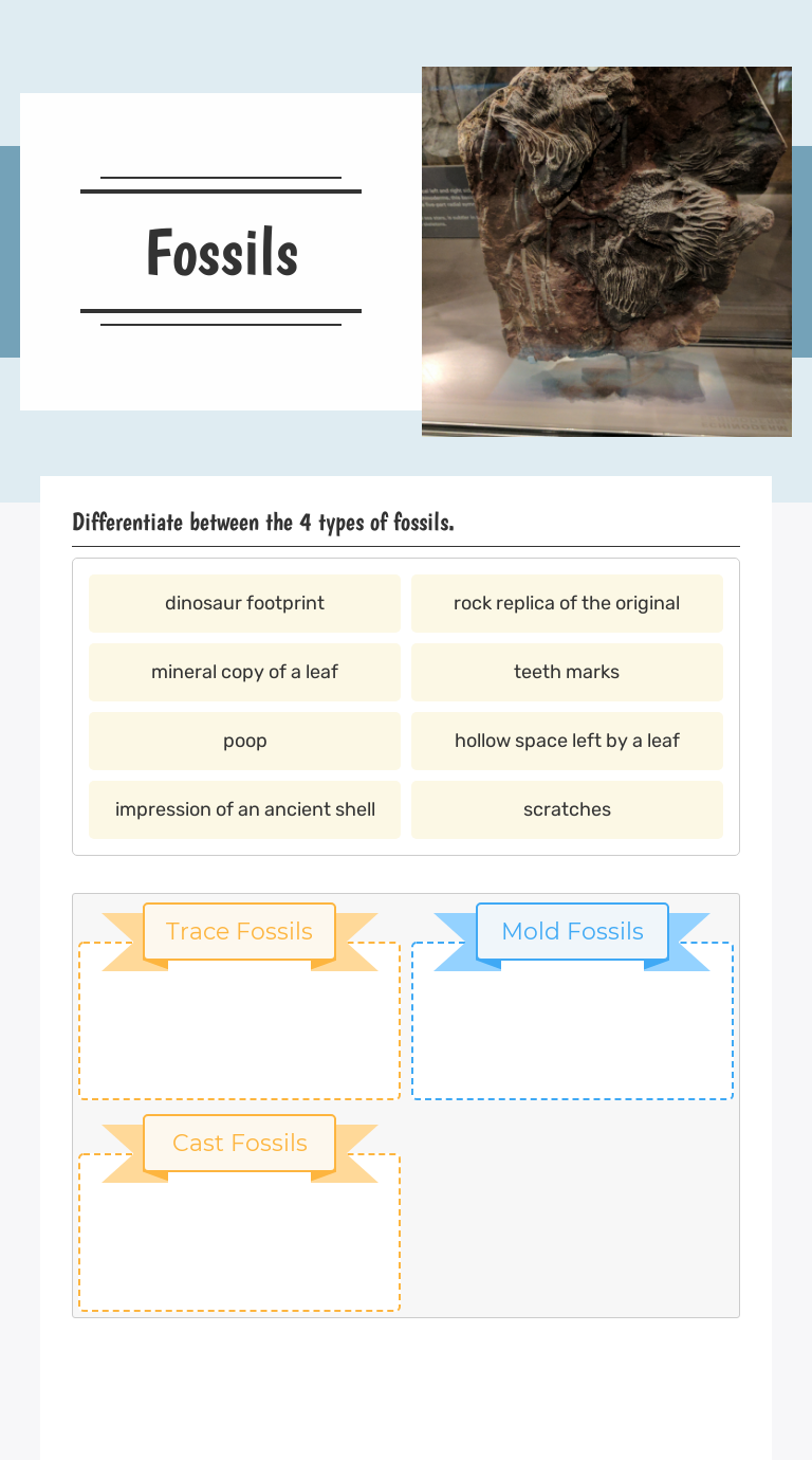 Fossils | Interactive Worksheet by Ryan Judd | Wizer.me