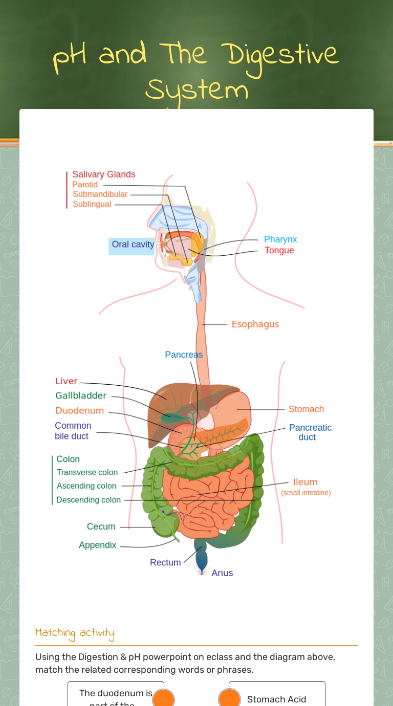 pH and The Digestive System | Interactive Worksheet by Taylor Martin