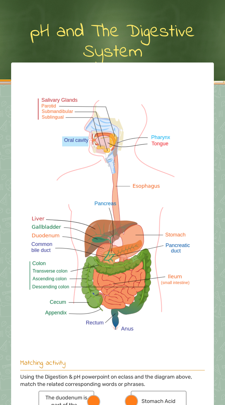 Ph And The Digestive System Interactive Worksheet By Taylor Martin Wizerme 