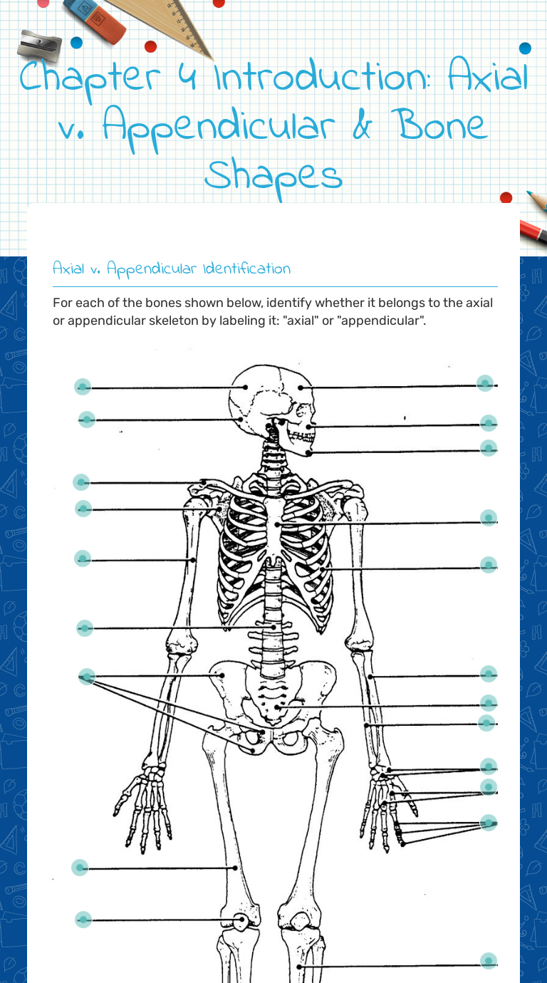 Appendicular Skeleton Worksheet Answers