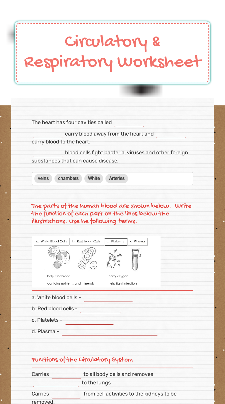 Circulatory & Respiratory Worksheet Grade 7 worksheet preview