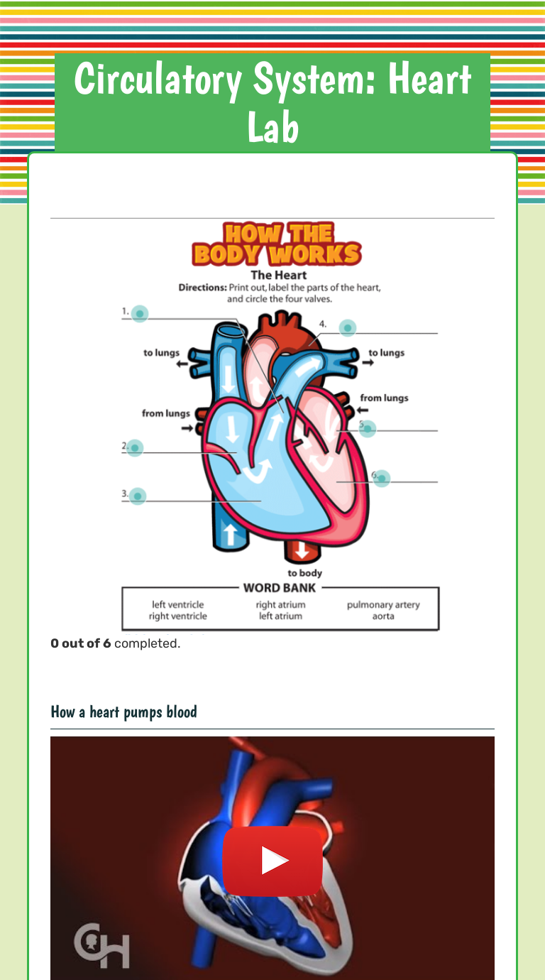 Circulatory System: Heart Lab worksheet preview