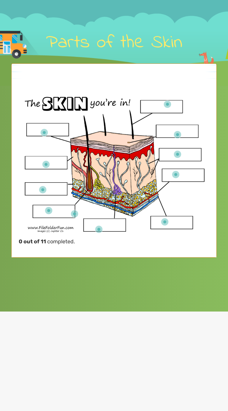 human-skin-worksheets