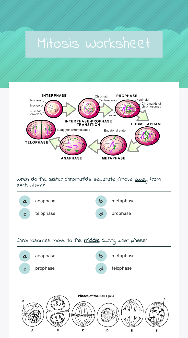 Mitosis Worksheet Interactive Worksheet By Brianna Tohme Wizerme 