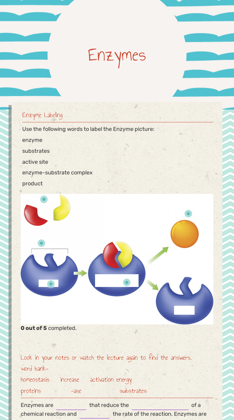 Enzymes Grade 9 worksheet preview