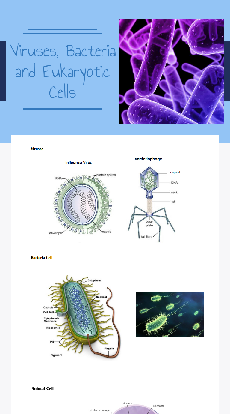 Viruses, Bacteria and Eukaryotic Cells  Interactive Worksheet by In Virus And Bacteria Worksheet