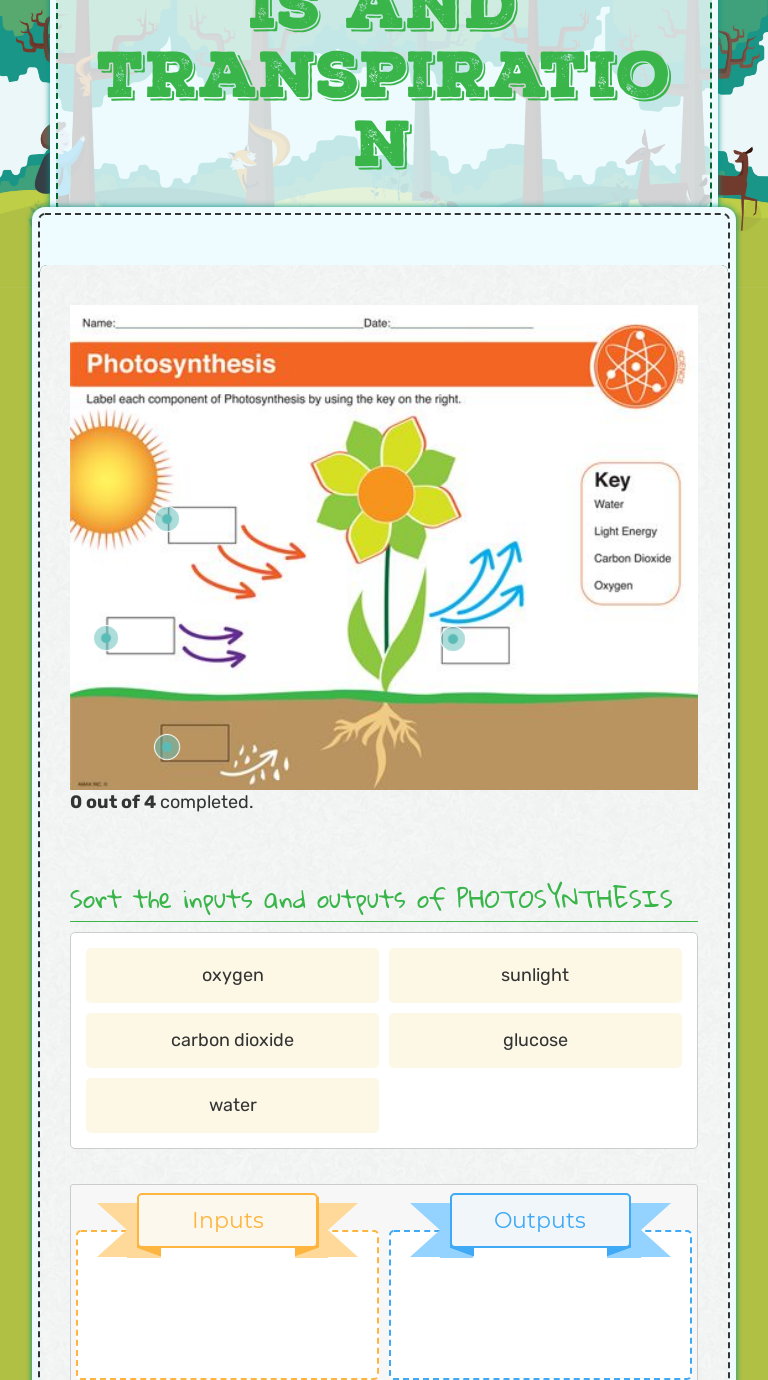 Plant Processes Photosynthesis And Transpiration Interactive