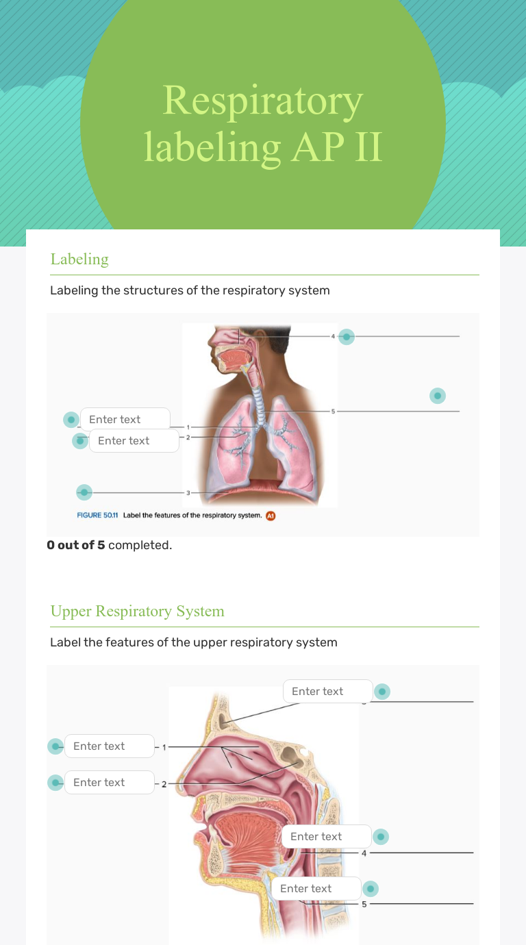 Respiratory labeling AP II worksheet