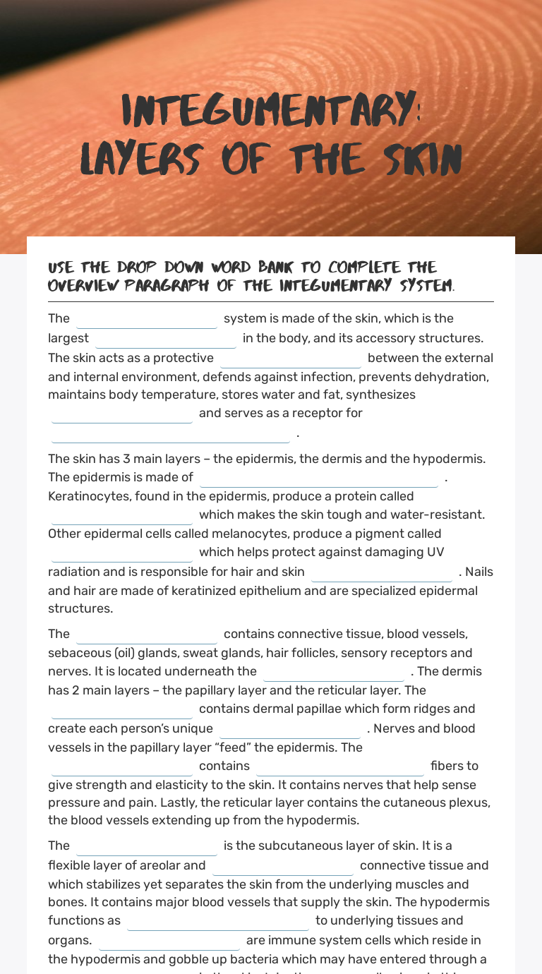 Integumentary: Layers of the skin Grade 11 worksheet preview