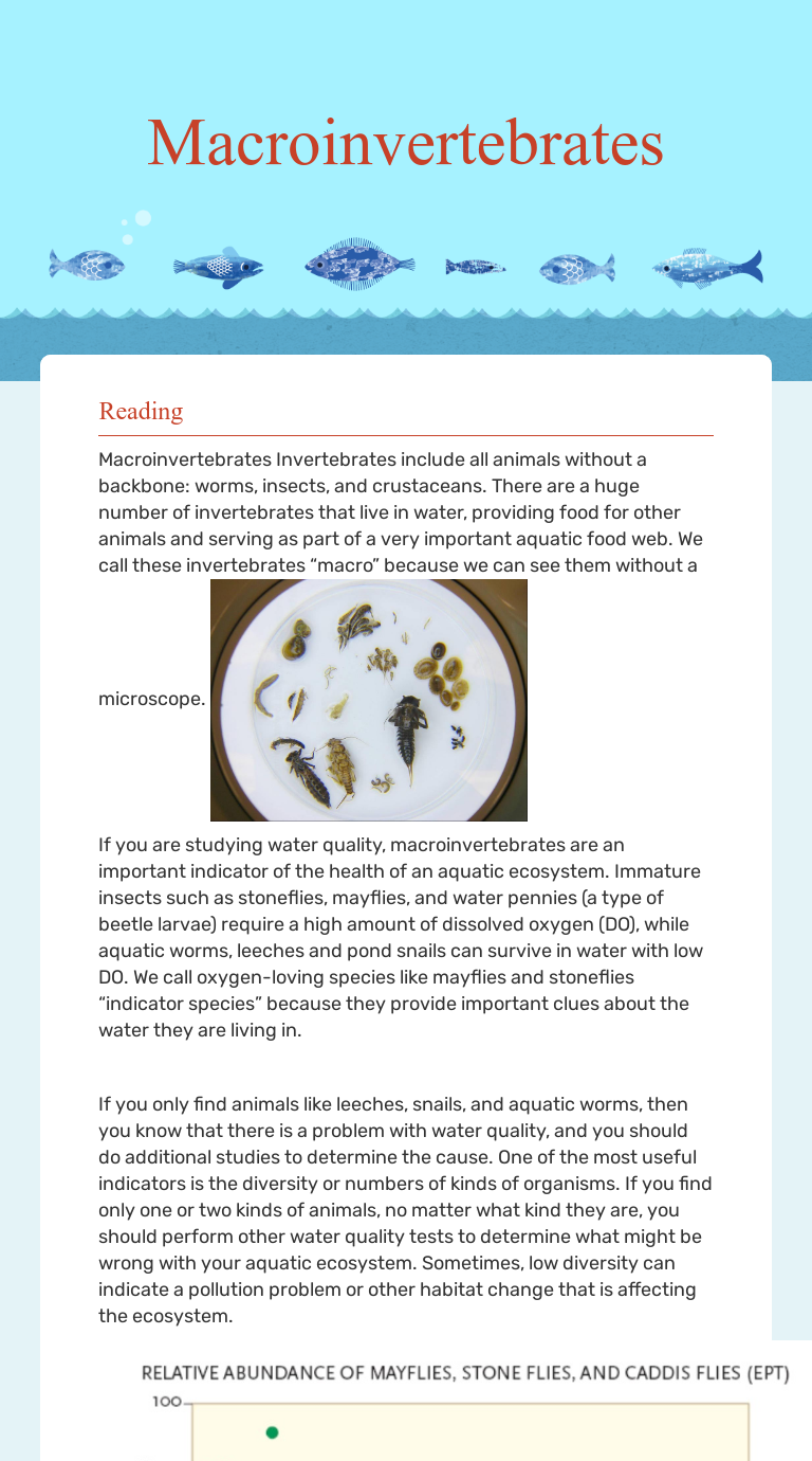 Macroinvertebrates | Interactive Worksheet by Carmen Fagnani | Wizer.me