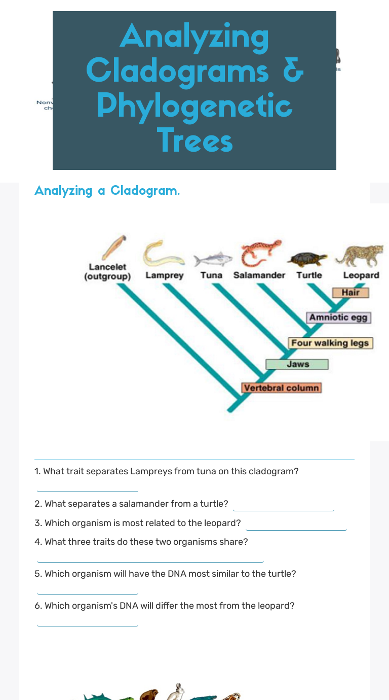 Analyzing Cladograms & Phylogenetic Trees worksheet preview image