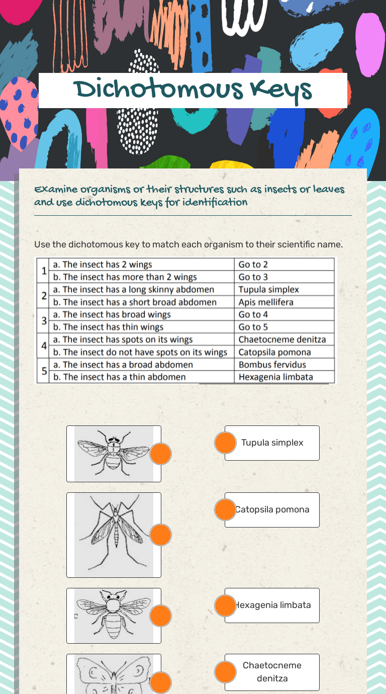 Dichotomous Keys worksheet preview