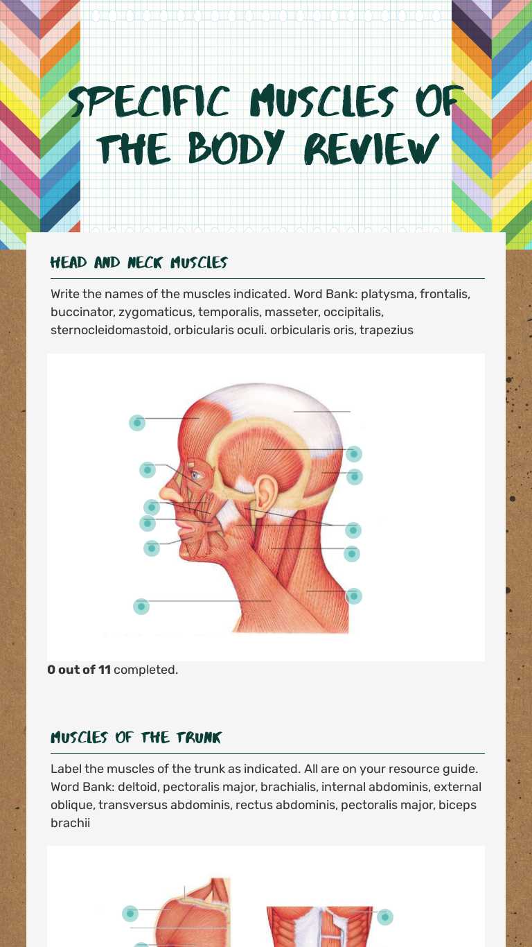 Specific Muscles of the Body Review | Interactive Worksheet by Kim