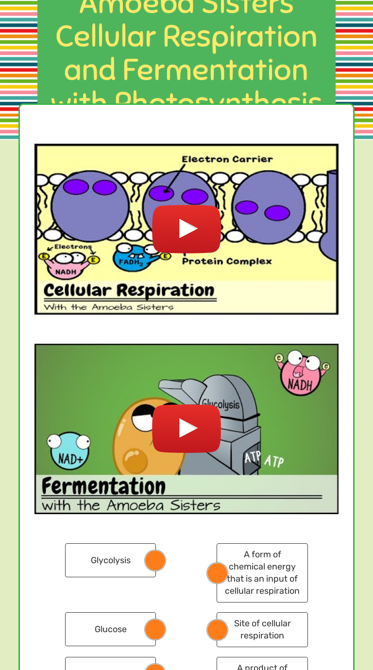 amoeba-sisters-mitosis-worksheet