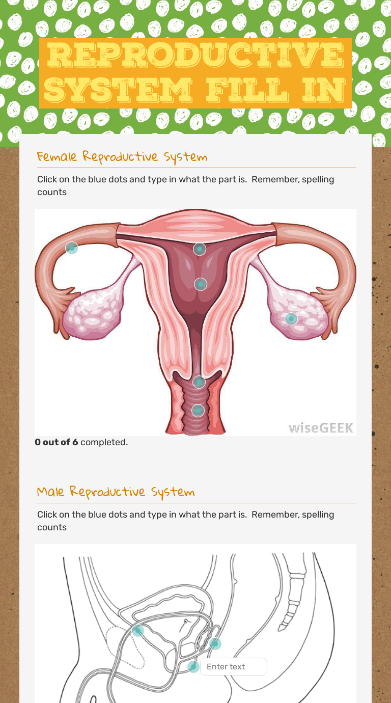 Reproductive System Fill in worksheet preview image