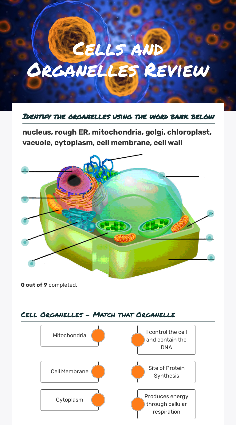 Cells And Organelles Review Interactive Worksheet By Kelly Dillman 