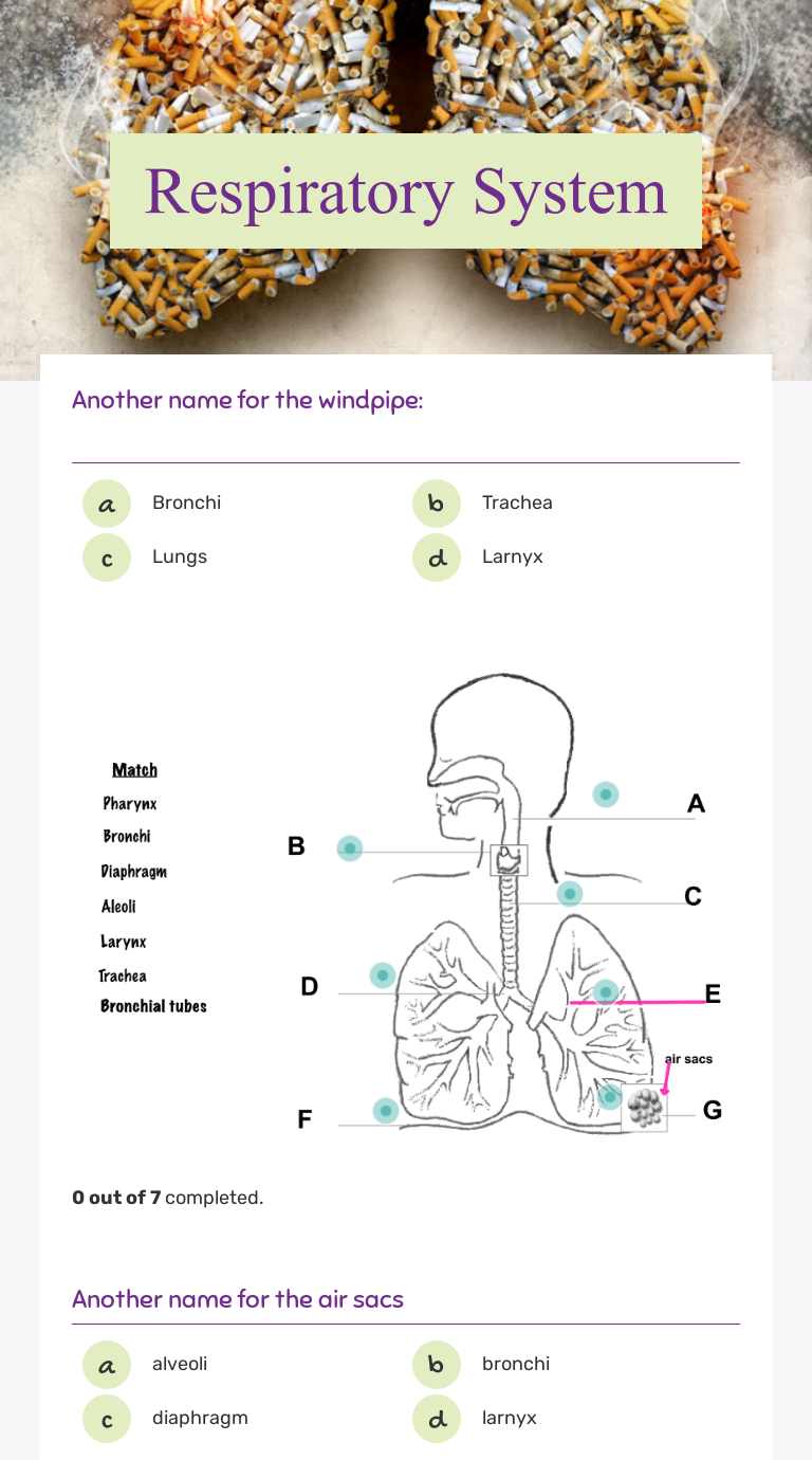 Respiratory System | Interactive Worksheet by Jill Deden | Wizer.me