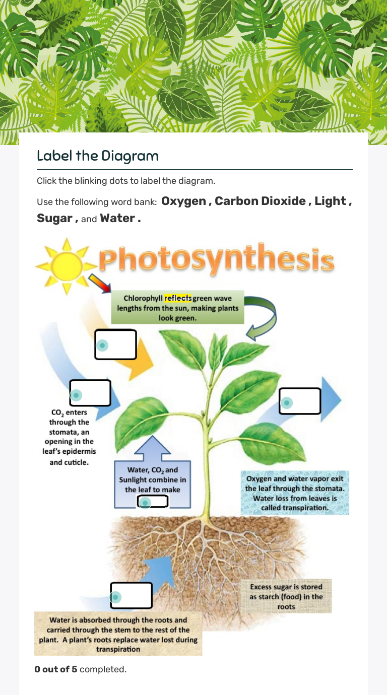 PHOTOSYNTHESIS | Interactive Worksheet By MAEGHAN KAUFUSI | Wizer.me