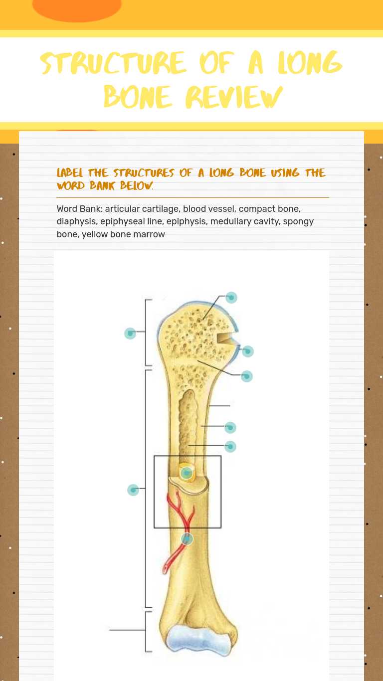 Chapter 6 Structure Of A Long Bone Interactive Worksheet By Heather Shaw Wizer Me