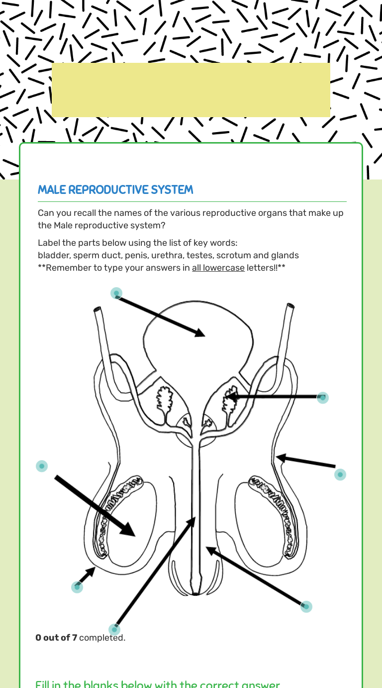 Male & Female Reproductive systems Review worksheet preview image