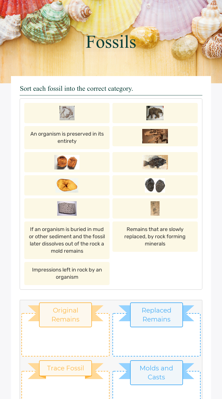 Types Of Fossils Worksheet