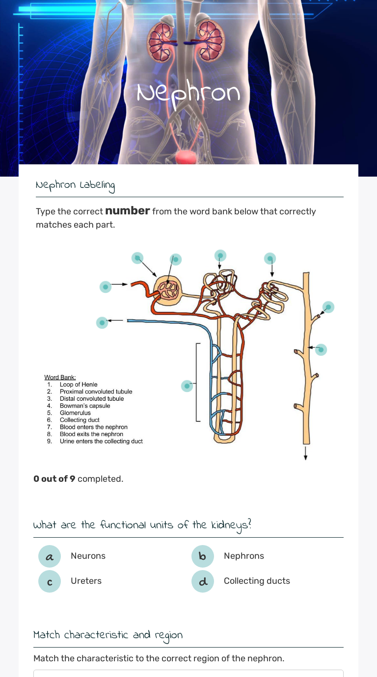 Nephron | Interactive Worksheet by University of AZ Anatomy and