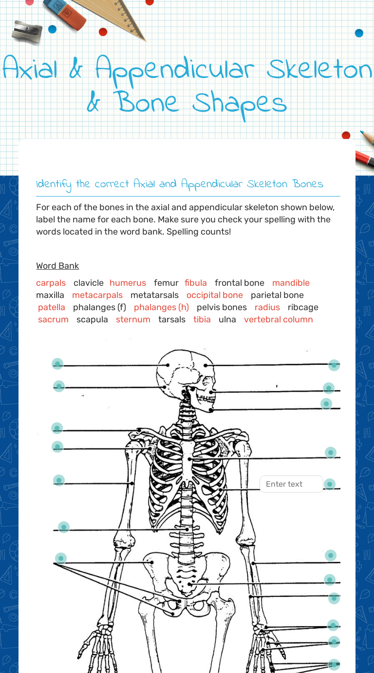 Axial & Appendicular Skeleton & Bone Shapes  Interactive For Appendicular Skeleton Worksheet Answers