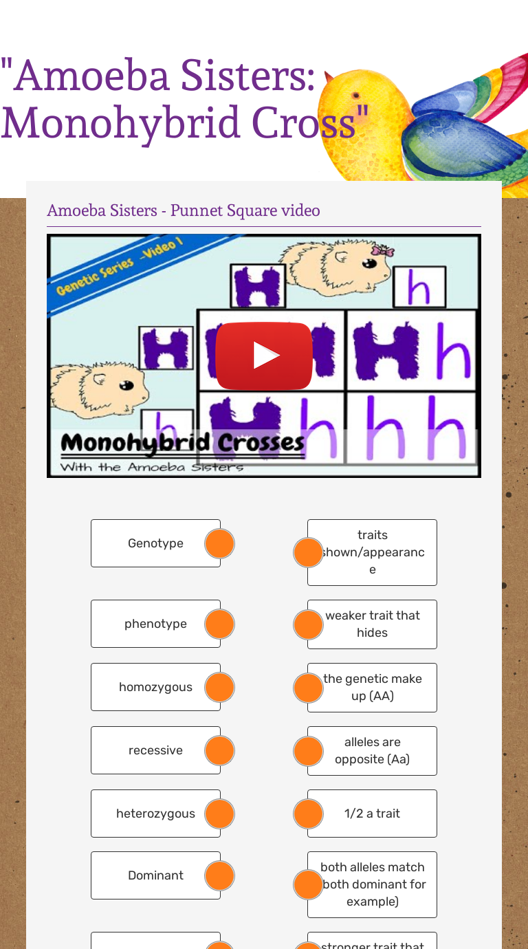 Amoeba Sisters Monohybrid Cross Interactive Worksheet By Christie Dobbin Staff Leesvillerdhs Wizer Me