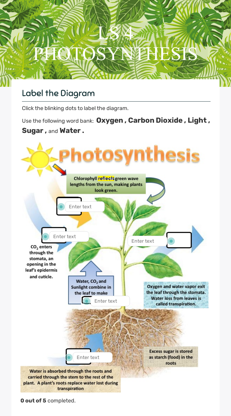 LS 21 PHOTOSYNTHESIS  Interactive Worksheet by Audrey Beaver With Photosynthesis Diagrams Worksheet Answers