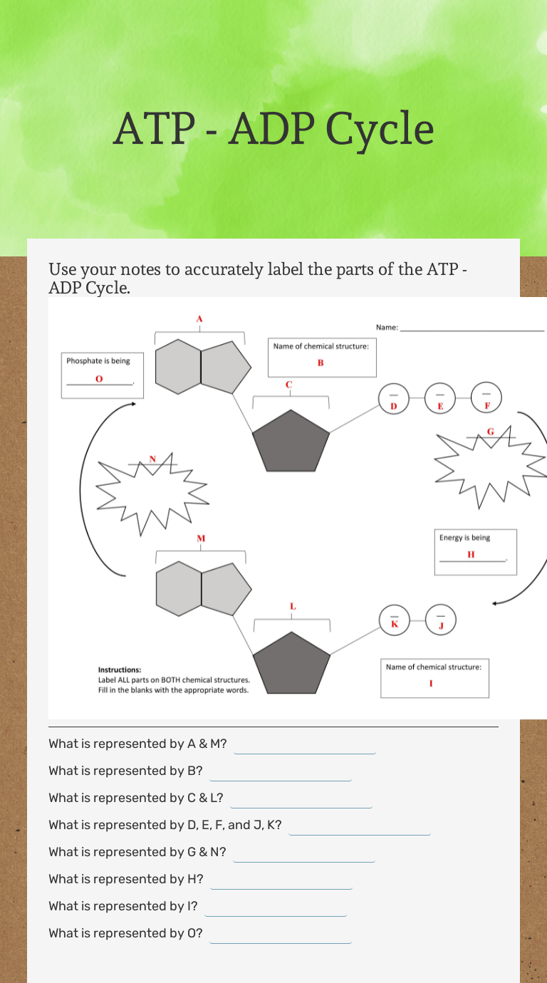 ATP ADP Cycle Interactive Worksheet by Dixie Cox Wizer me