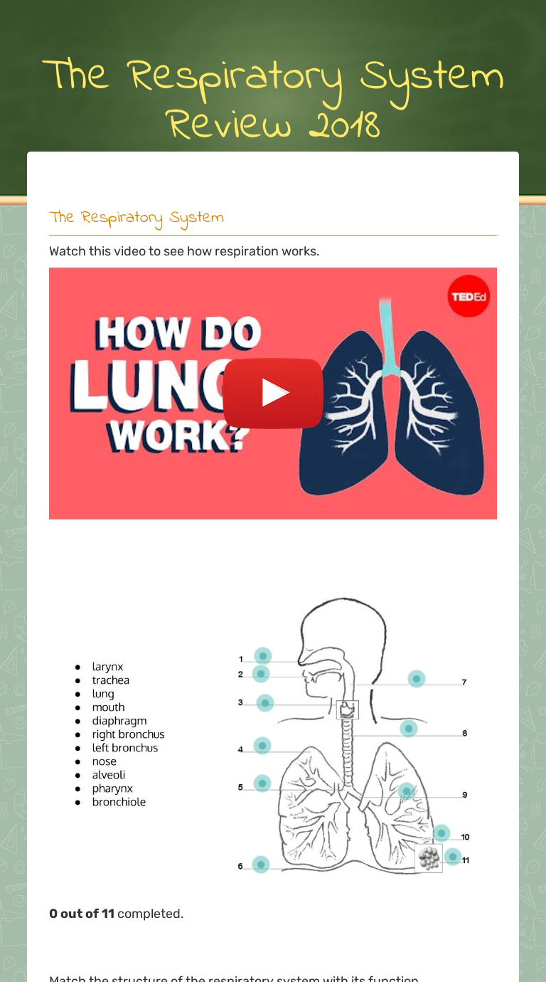 The Respiratory System Review 2018 worksheet preview image
