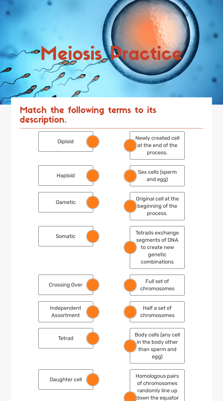 Meiosis Practice worksheet preview image