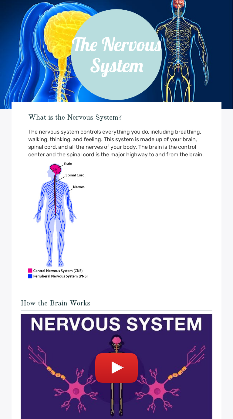 What Is The Nervous System Worksheet Answers