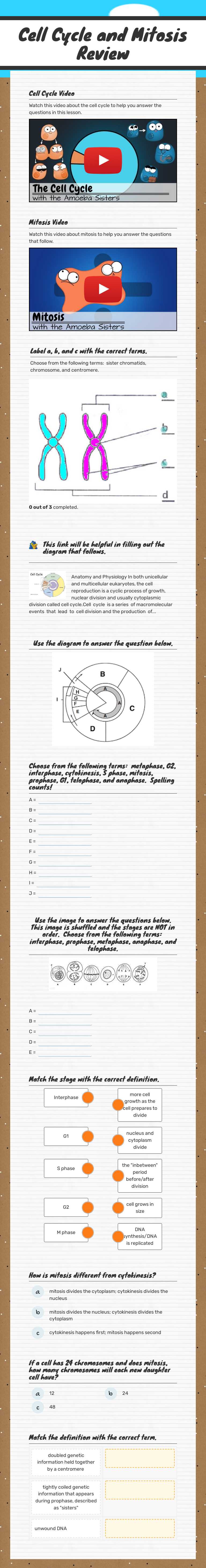 Cell Cycle and Mitosis Review Grade 10 worksheet preview