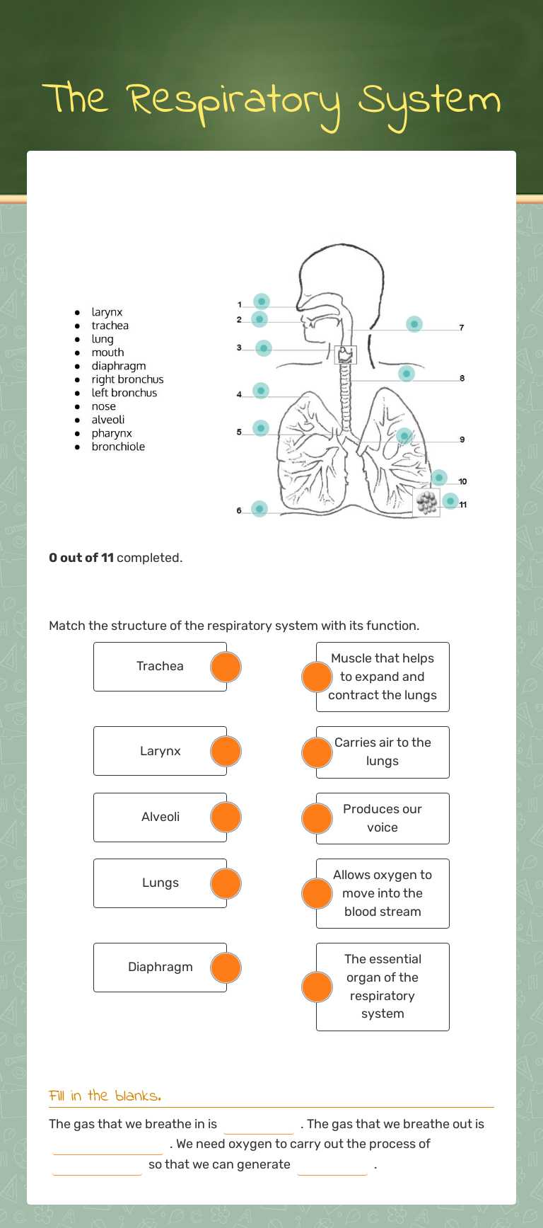 The Respiratory System worksheet preview image