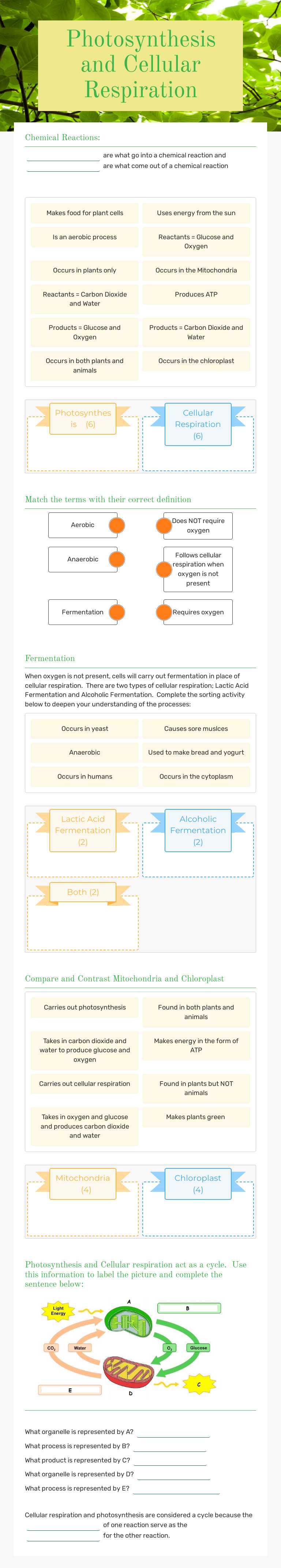 Photosynthesis and Cellular Respiration worksheet preview