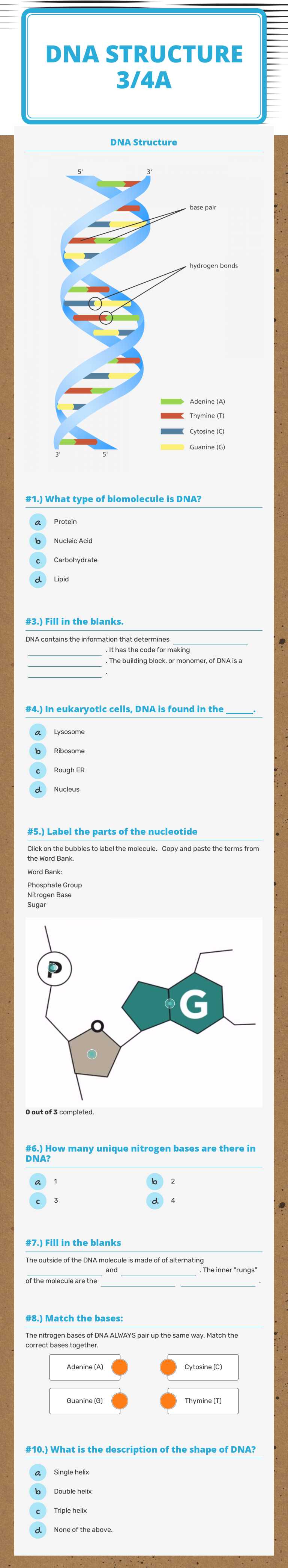 DNA Structure
3/4A worksheet preview image