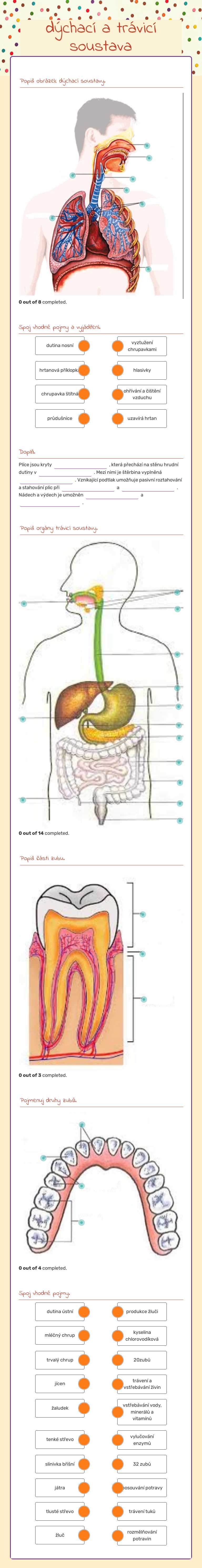 dýchací a trávicí soustava worksheet preview image