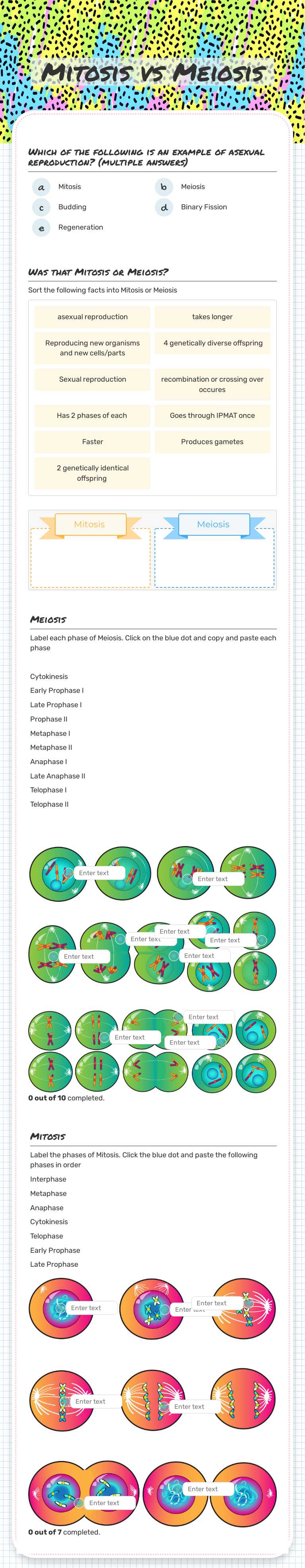 Mitosis vs Meiosis worksheet preview image