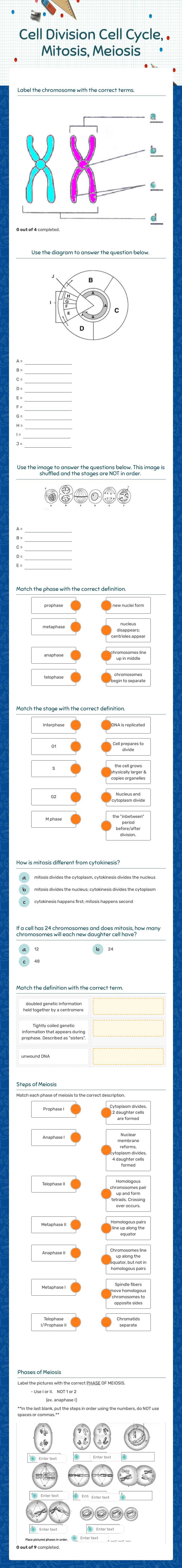 Cell Division
Cell Cycle, Mitosis, Meiosis worksheet preview image