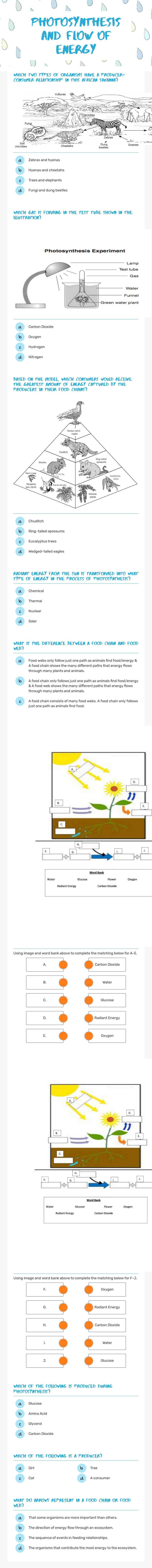 Photosynthesis and flow of energy worksheet preview image