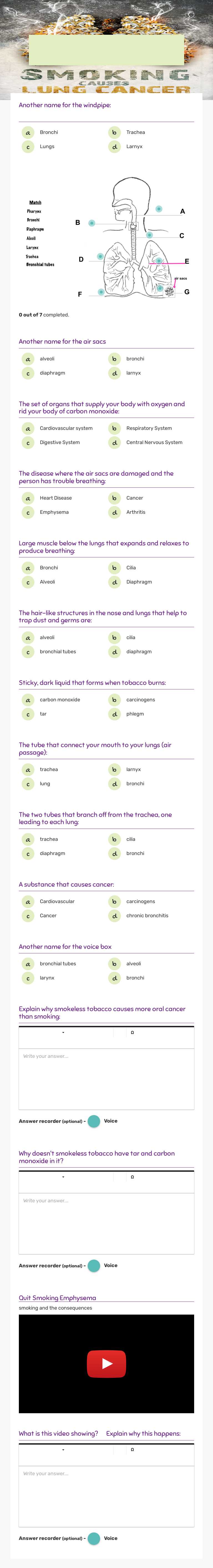 Respiratory System worksheet preview image